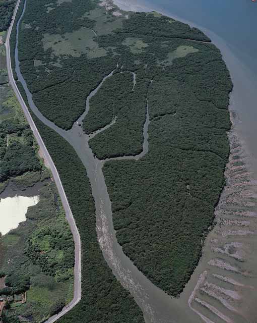 關渡濕地 林洲民何必打社子島的腦筋？
