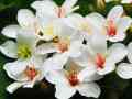 油桐花 油桐花