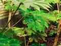 plant.01 plant.01