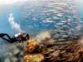 梭魚群 梭魚群
