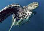 turtle.02 turtle.02