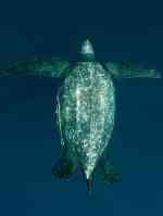 turtle.04 turtle.04