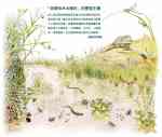 「貢寮和禾水梯田」的豐富生態 「貢寮和禾水梯田」的豐富生態