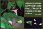 憑藉觸覺的植物播種機制 憑藉觸覺的植物播種機制
