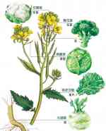 十字花科甘藍種 十字花科甘藍種