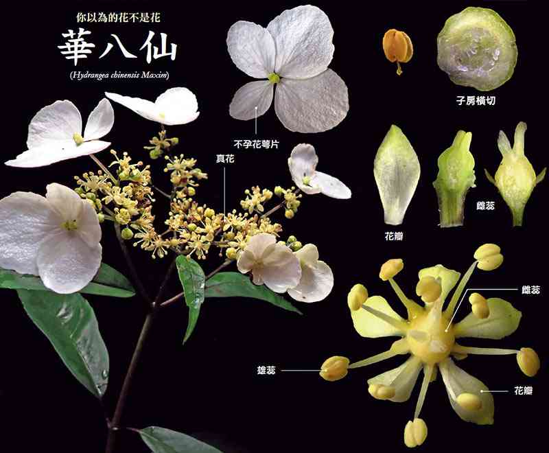 華八仙分解圖 華八仙分解圖