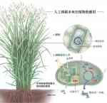 人工固碳未來在植物的應用 人工固碳未來在植物的應用