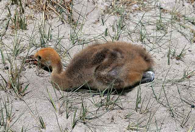 【自然写真】鹤鸣冬原 云南越冬黑颈鹤观察