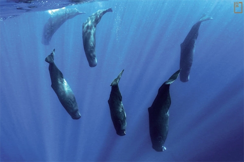 308whale.02