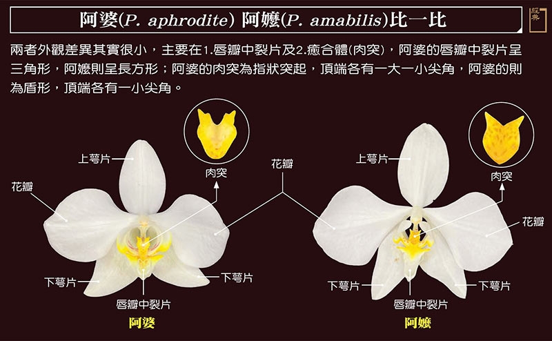 阿婆(P. aphrodite ) 阿嬤(P. amabilis )比一比 阿婆(P. aphrodite ) 阿嬤(P. amabilis )比一比